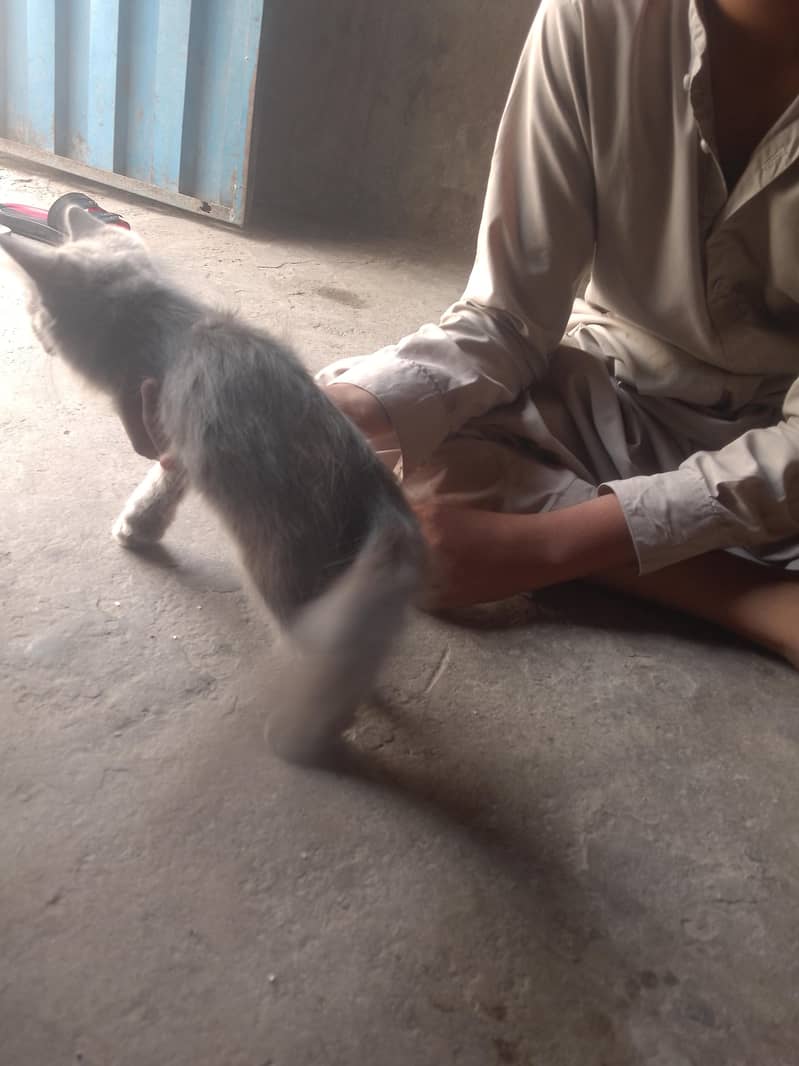 cat  1