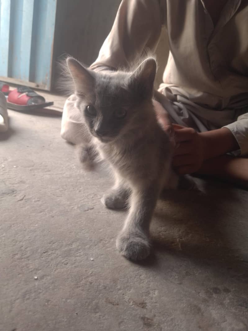 cat  2