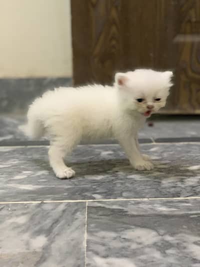 Persian kitten Triple coated