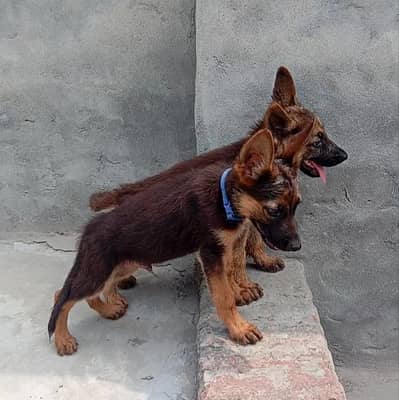 German Shepherd Puppy Available for sale