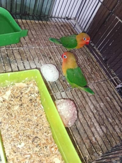 love birds breeder pairs