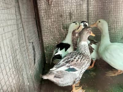 Ducks