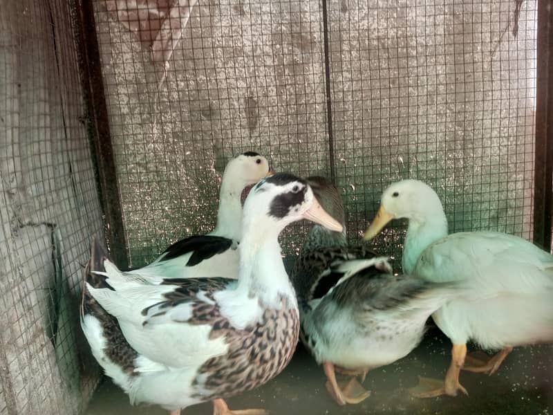Ducks 1