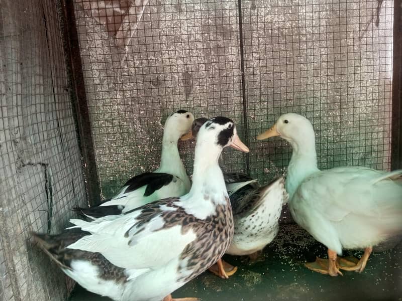 Ducks 2