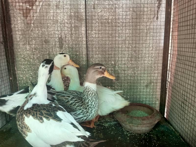 Ducks 3