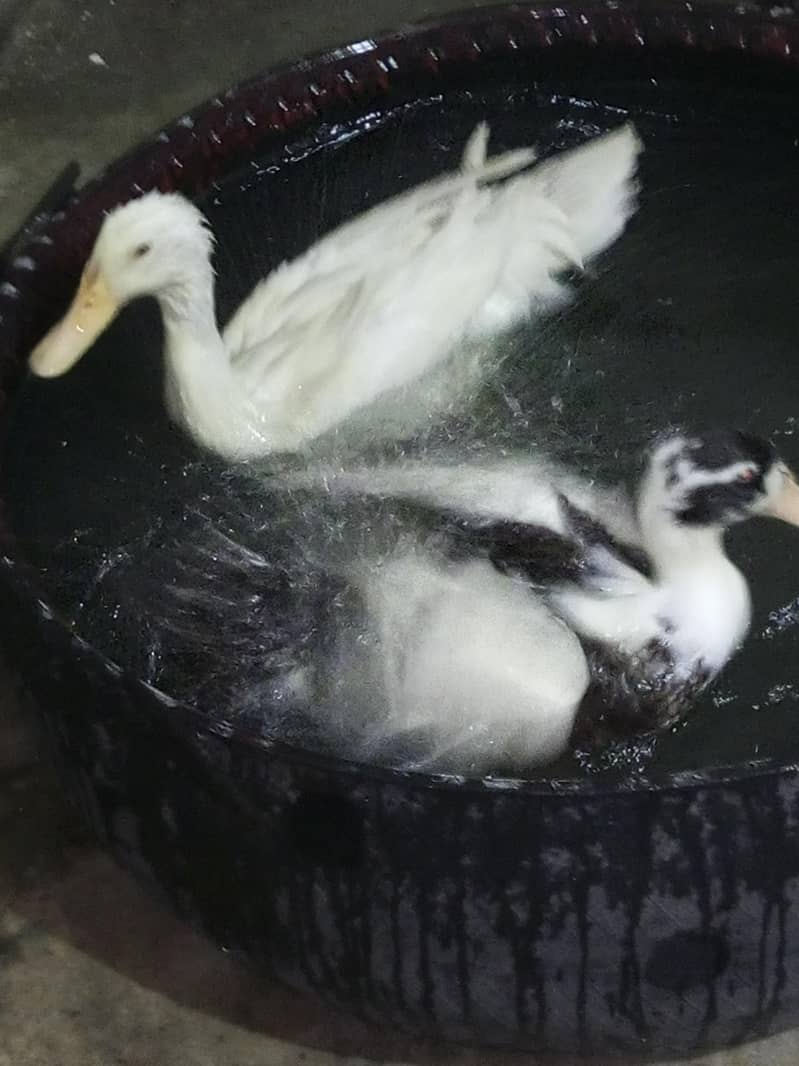 Ducks 4