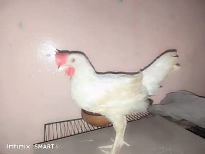 Desi murge available for sale 2 male 3 females