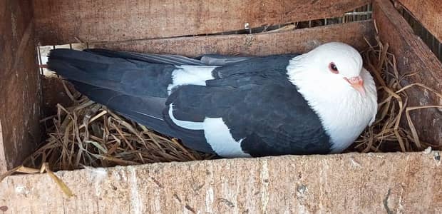 Karbalai pair for sale