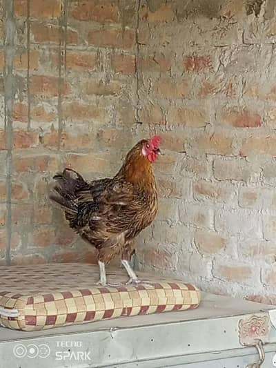 MISRI LAYER HEN