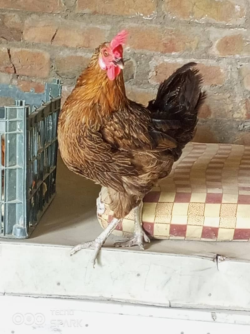 MISRI LAYER HEN 1