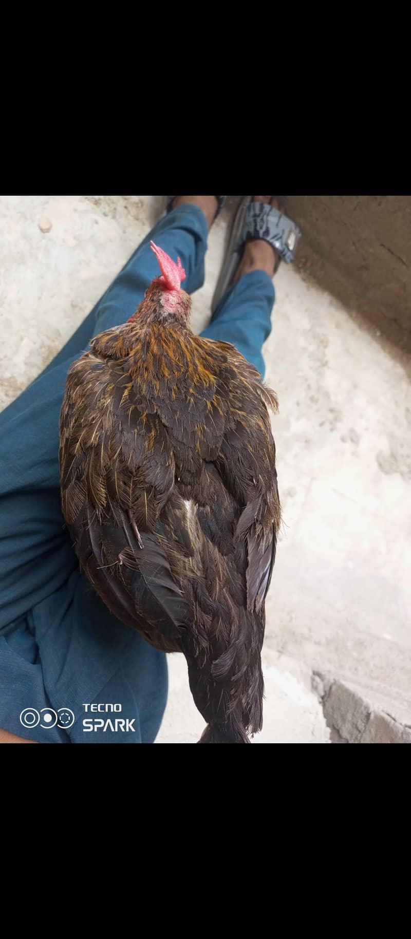 MISRI LAYER HEN 2
