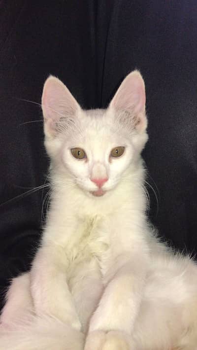 2 female cat for sale