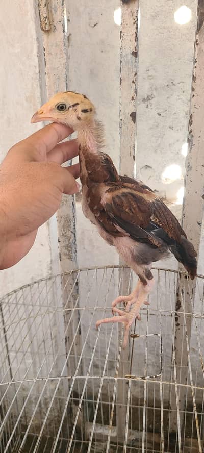 aseel chicks