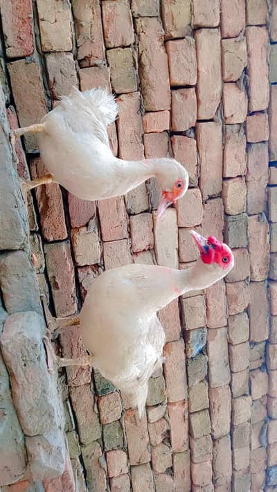 Muscovy Ducks