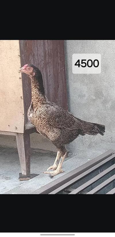 aseel murgia murge for sale