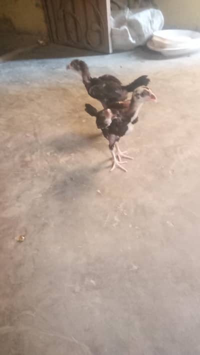 Thai aseel available