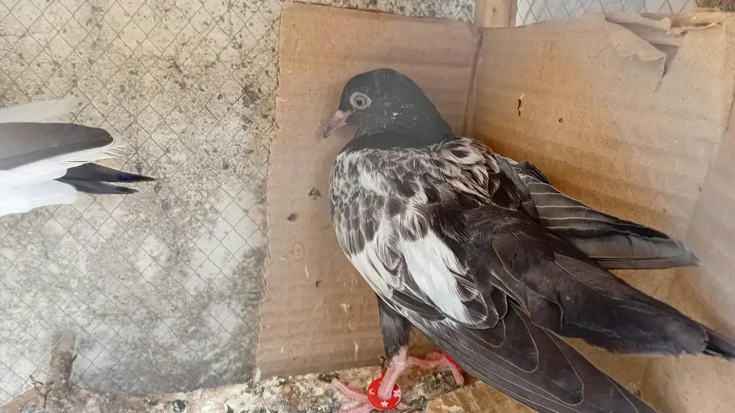 royal teddi chick — photo 2