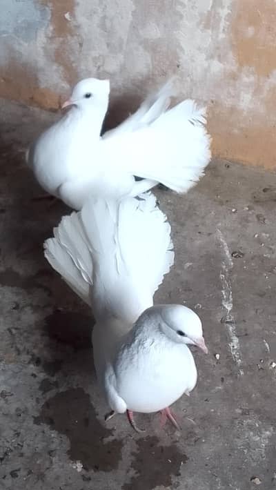 fantile pair or king female read add fast  0312/496/21/95