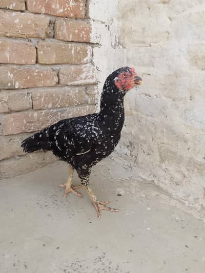 Aseel mianwali old bloodline