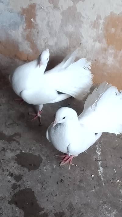 fantail pair or king female for sell read add plz 0312/496/21/95