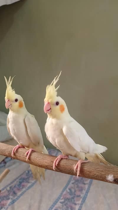 Hand tame cockatiel
