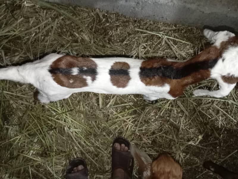 Bakra 2