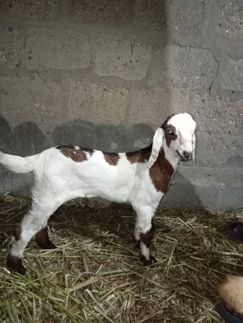 Bakra 3
