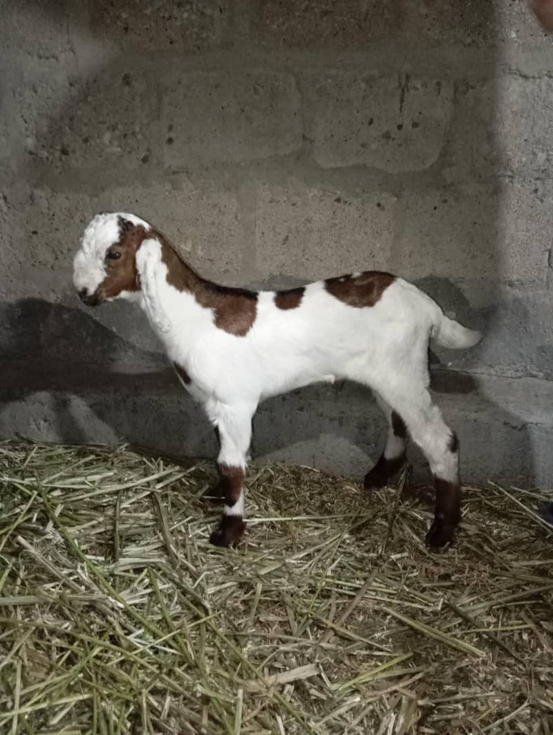Bakra 4