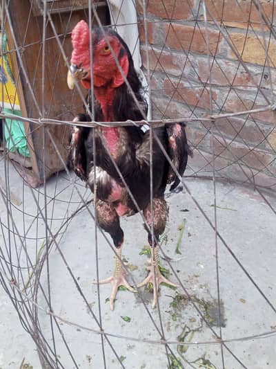 shamo patha for sell