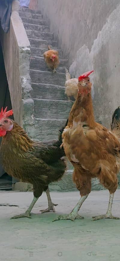 5 female and and 1 male hy sarii Ando par hy all healthy