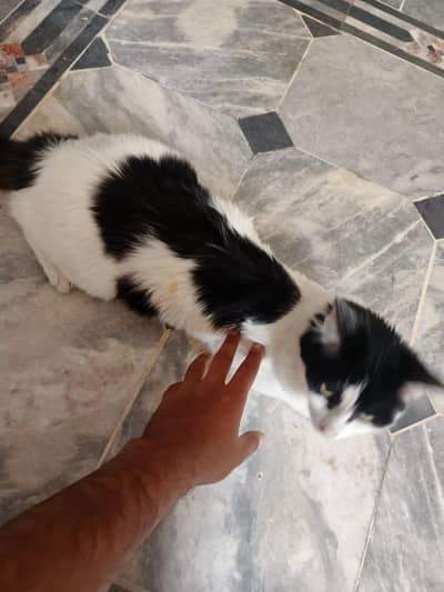 Beautiful black and white color cat. Fully trained