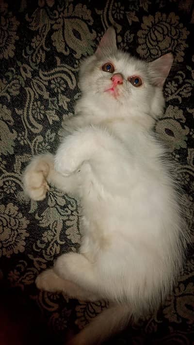 Persian kittens