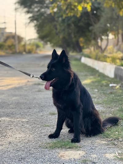 black German Shepard
