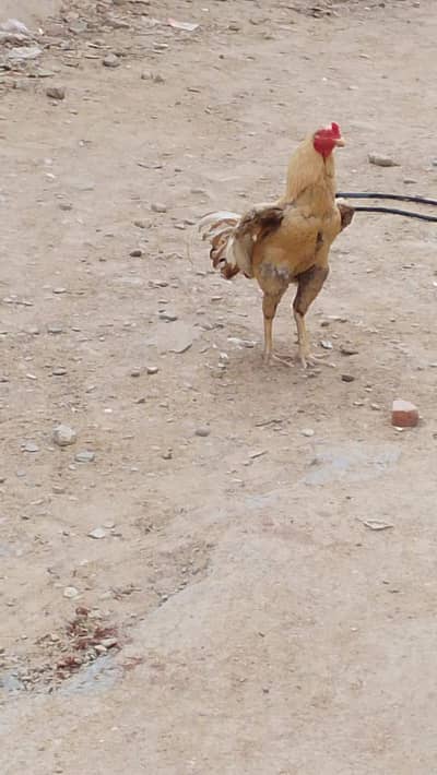 Beautiful bird