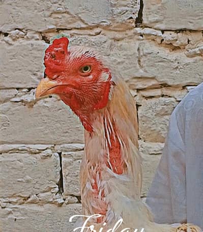 Healthy Heera Aseel murga for Sale – Home breed