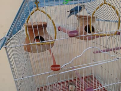 love bird 2 pairs sell with cage