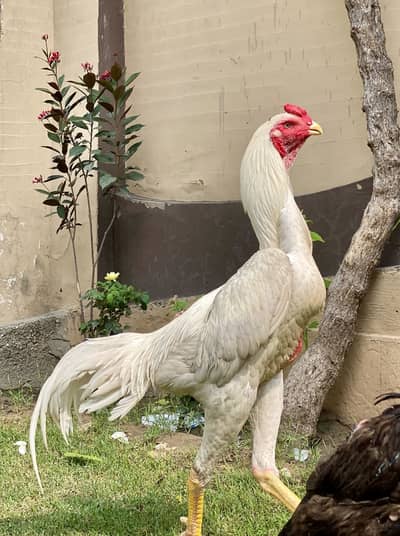 Japness white o shamo urgent for sale