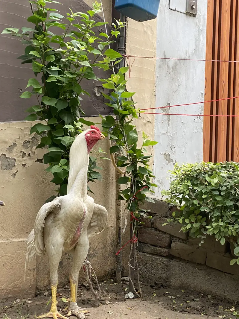 Japness white o shamo urgent for sale — photo 2