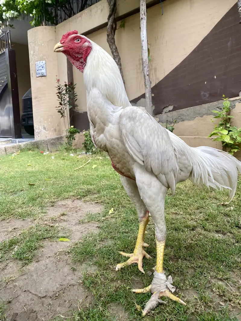 Japness white o shamo urgent for sale — photo 3