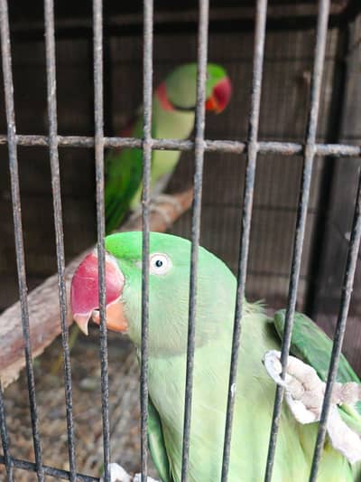 rah parrots pair