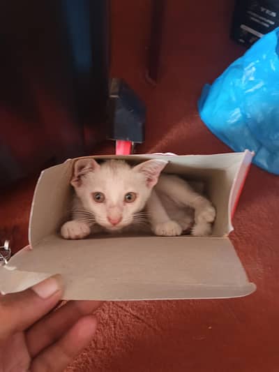 cats for sale