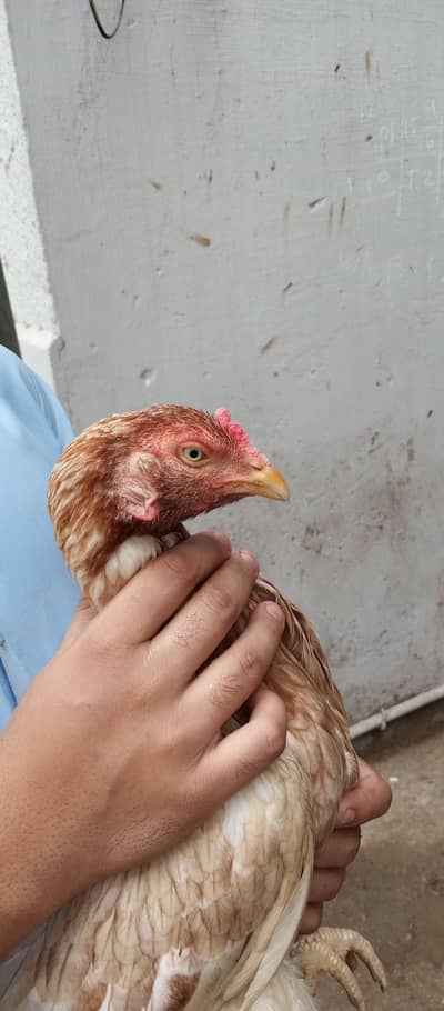 top quality aseel female