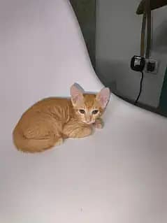 Presian  kittens
