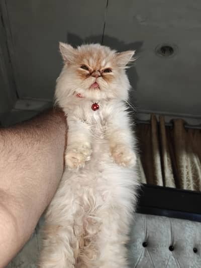 Cat for sale Peaky face extreme punch