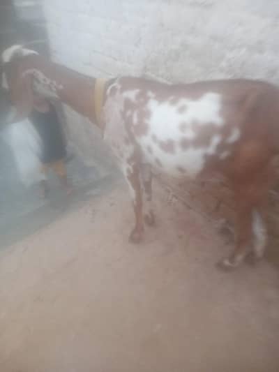 Dragi Bakri for sale