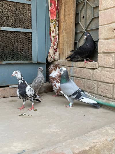 5 pigeons in reasonable price