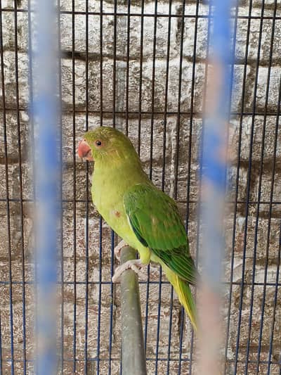 ringnak parrot for sale