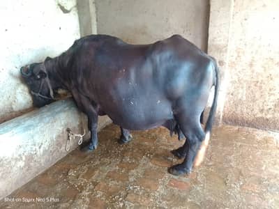 buffalo