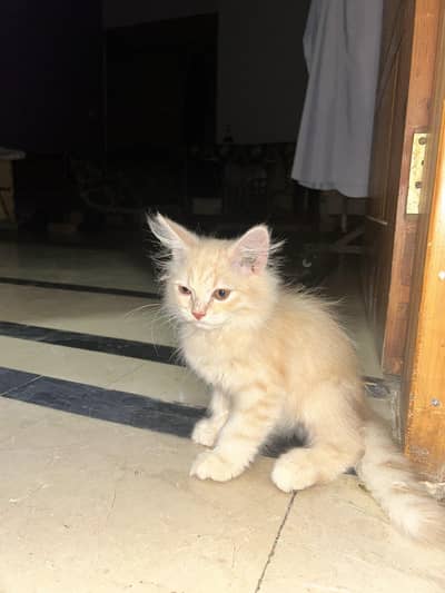 for sale