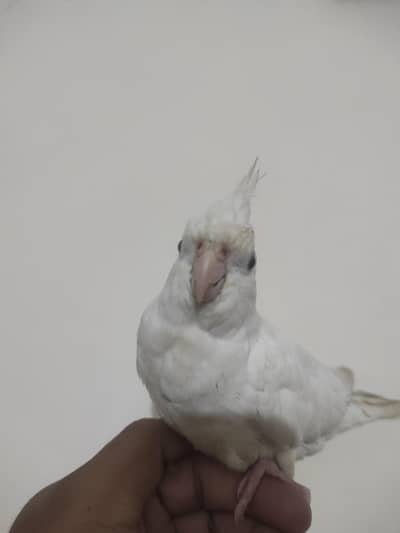 cocktails handtamed plus ringmeck baby
